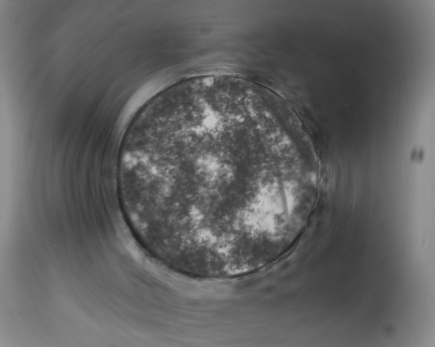 X0000113860004200910221451