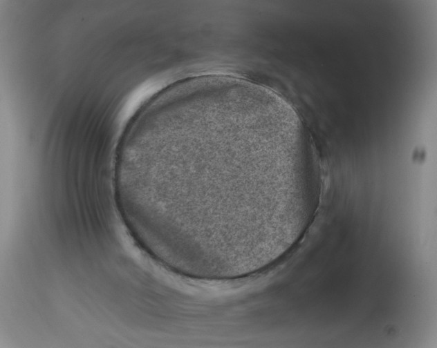 X0000113860006200910221451