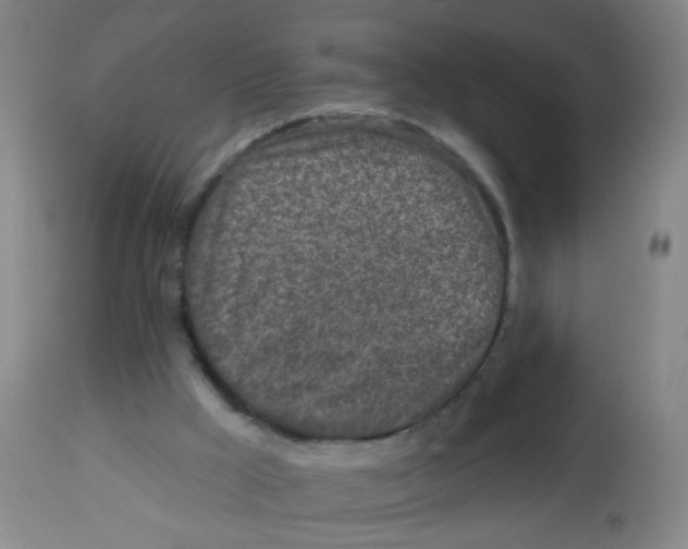 X0000113860009200910221451