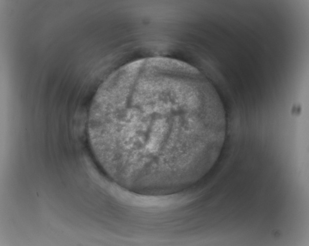 X0000113860030200910221451