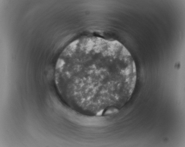 X0000113860036200910221451
