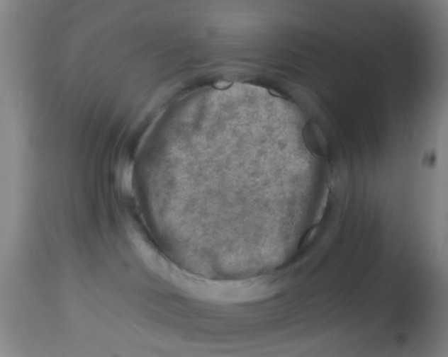 X0000113860046200910221451
