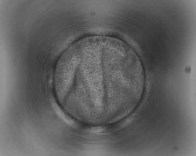 X0000113860065200910221450
