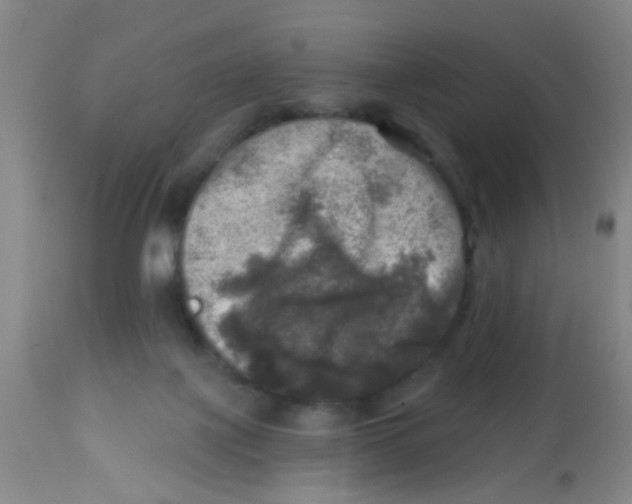 X0000113860075200910221450