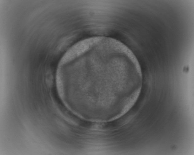 X0000113860080200910221450