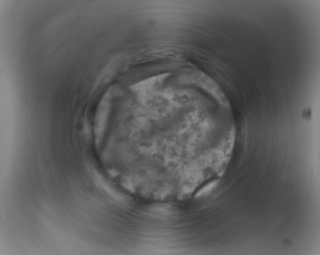 X0000113860086200910221451