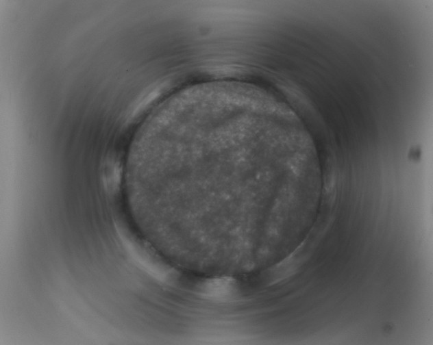 X0000113860124200910221450