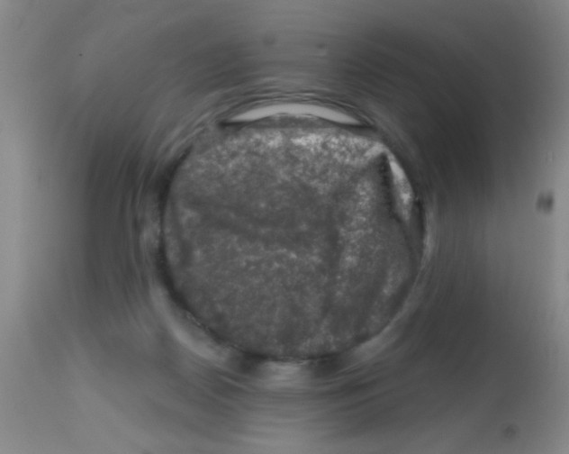 X0000113860170200910221449