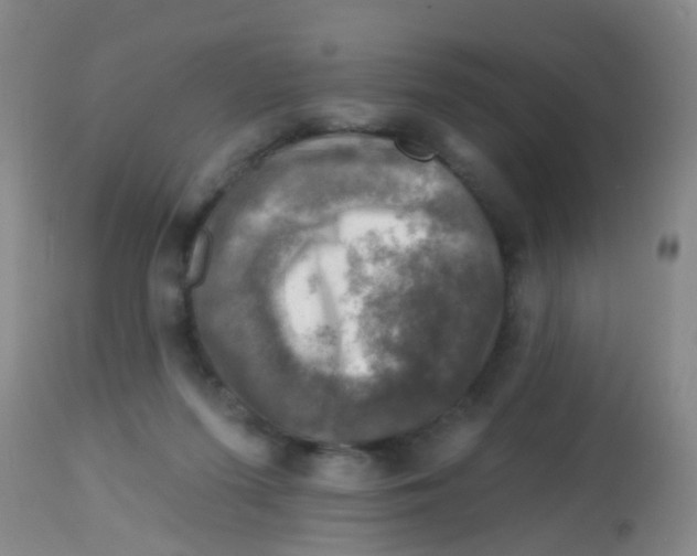 X0000113860215200910221448
