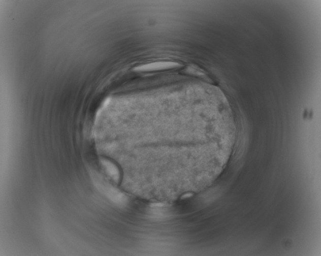 X0000113860240200910221448