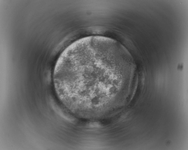 X0000113860262200910221447