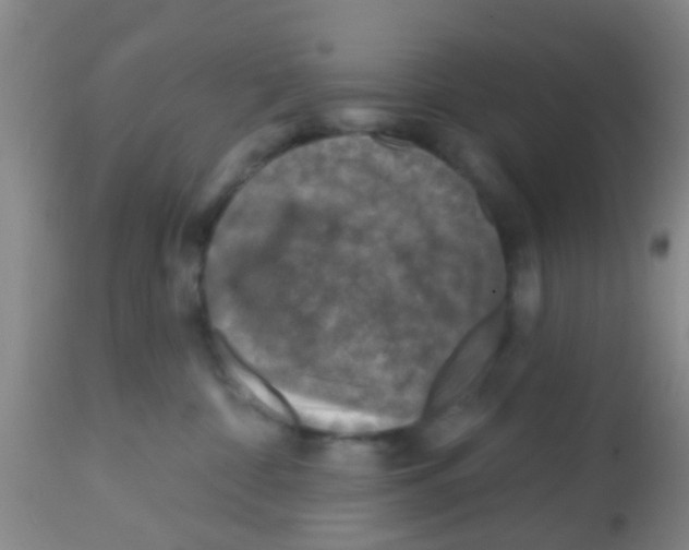 X0000113860332200910221446