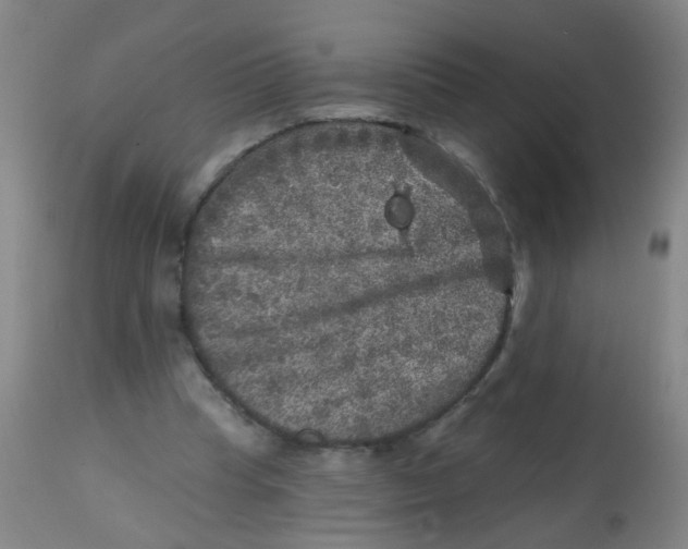X0000113860345200910221446