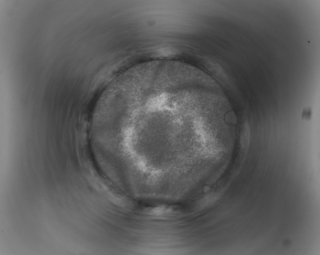X0000113860366200910221446
