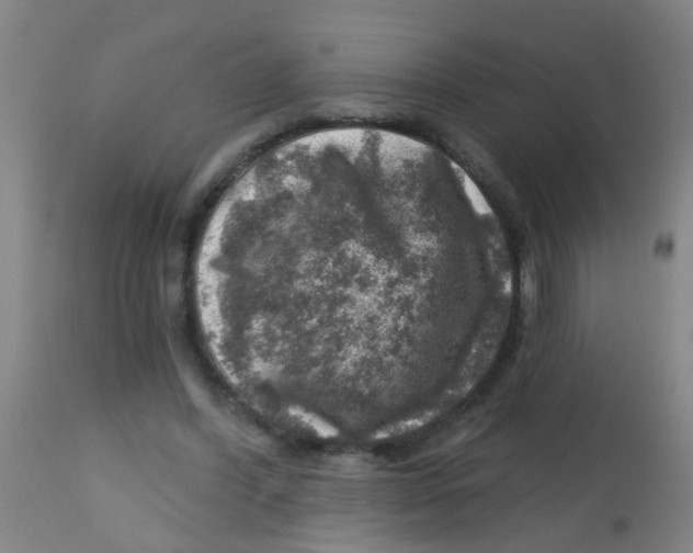 X0000113860396200910221446