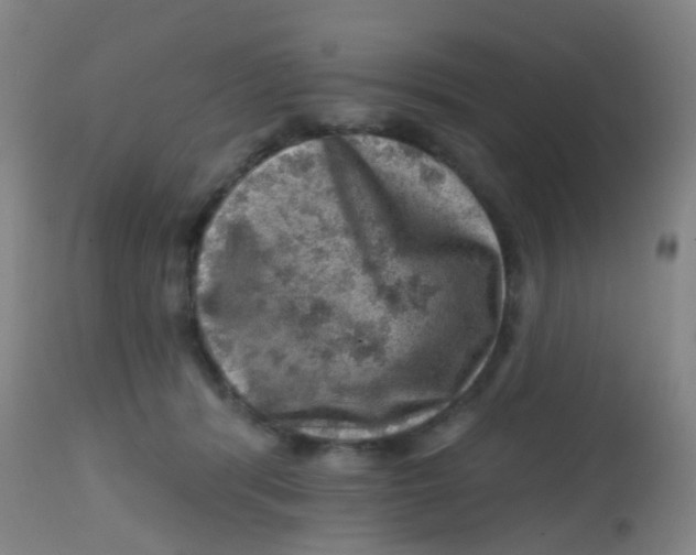 X0000113860416200910221445