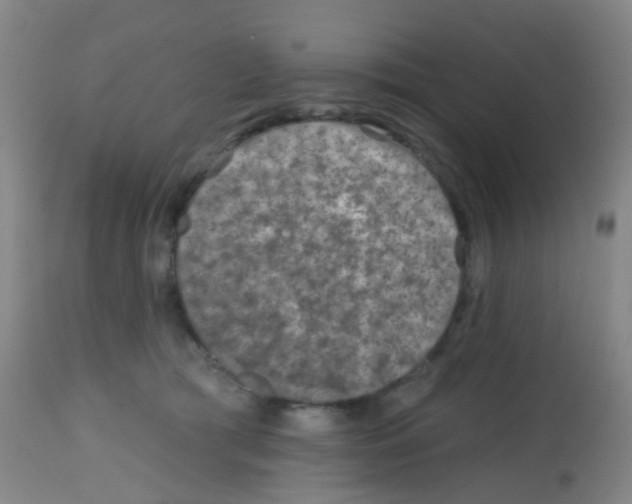 X0000113860417200910221445