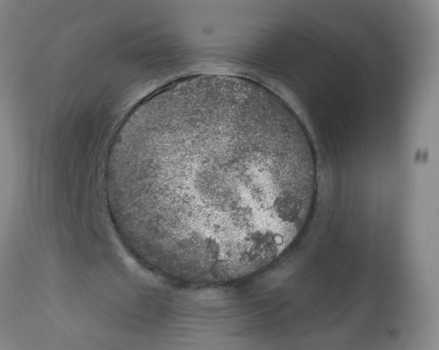 X0000113860433200910221444