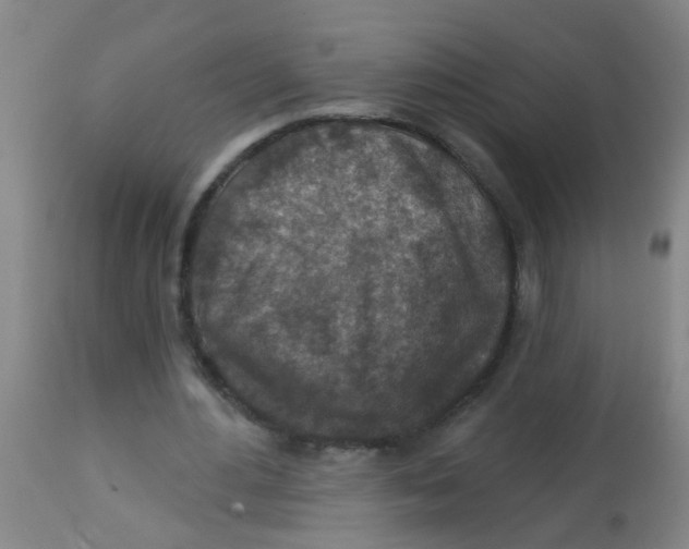 X0000113860484200910221444