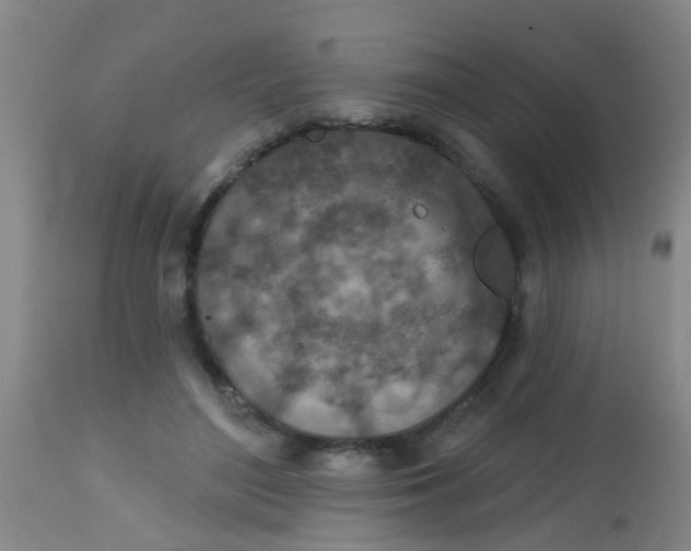 X0000113860500200910221444