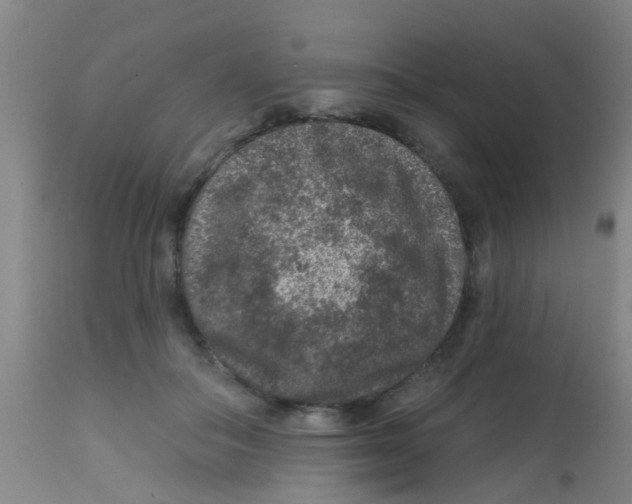 X0000113860506200910221444
