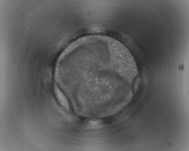 X0000113860560200910221443