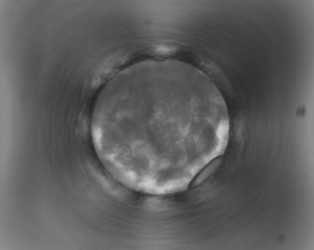 X0000113860568200910221444