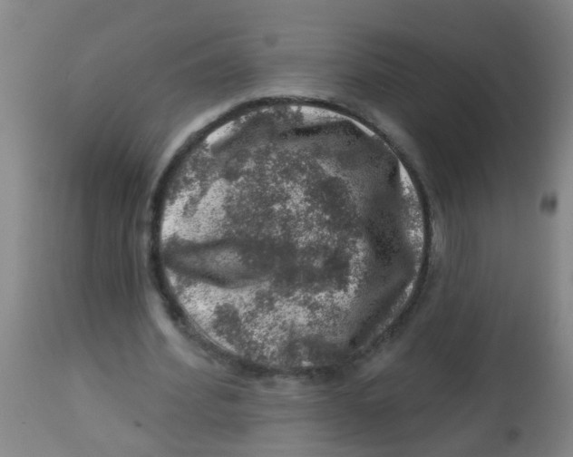 X0000113860580200910221443