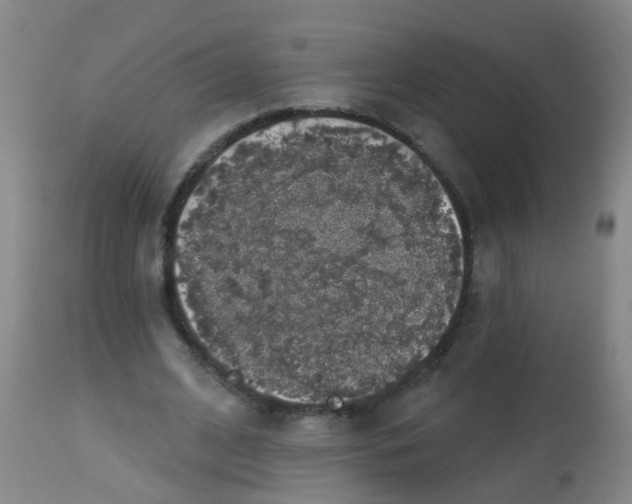 X0000113860584200910221443