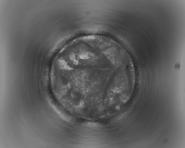 X0000113860590200910221443