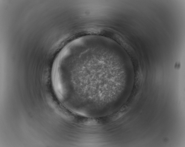 X0000113860600200910221443