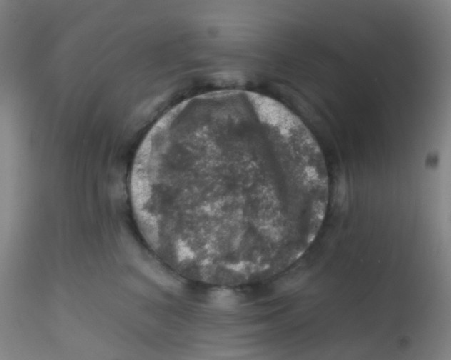 X0000113860616200910221443