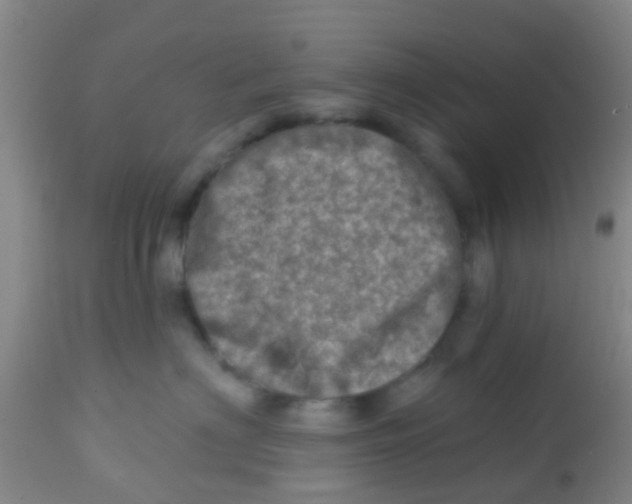 X0000113860622200910221442