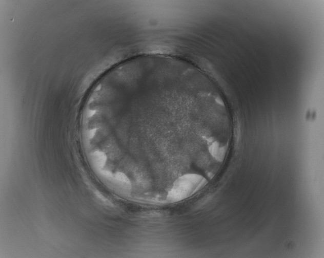X0000113860721200910221440