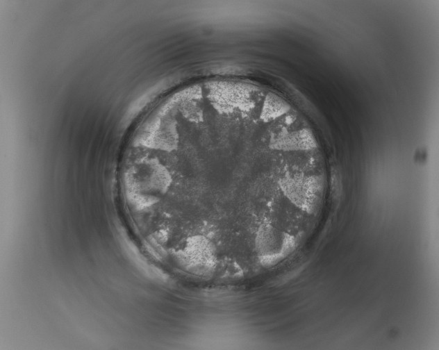X0000113860725200910221440
