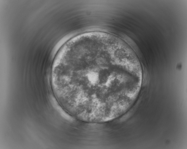 X0000113860812200910221440