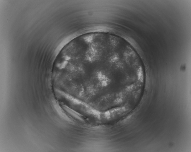 X0000113860850200910221440