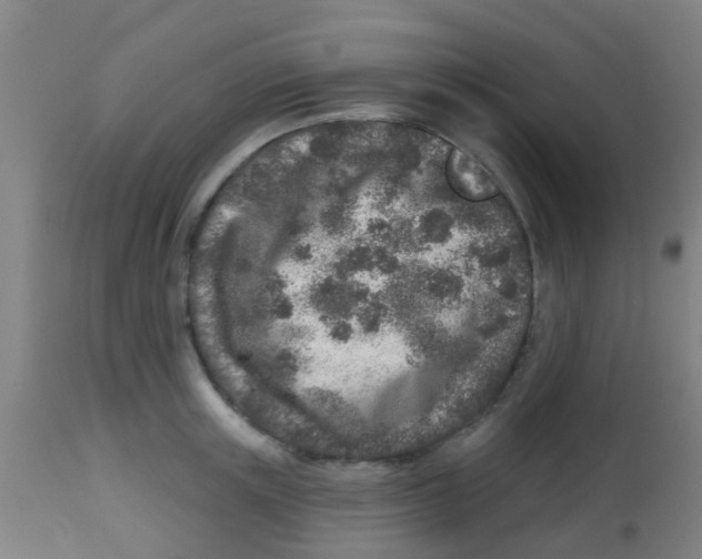 X0000113860851200910221440