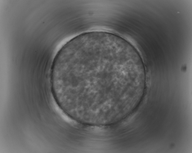 X0000113860995200910221437