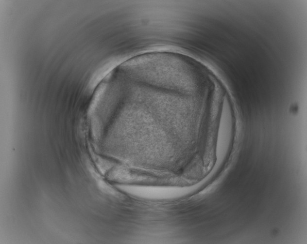 X0000113861001200910221437