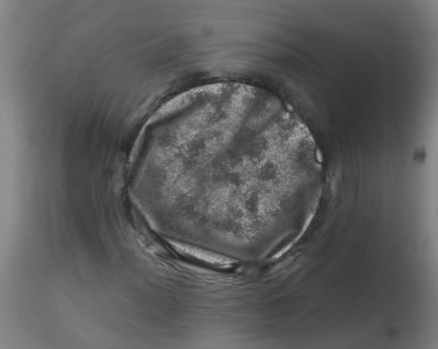 X0000113861012200910221436