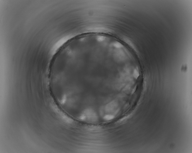 X0000113861071200910221436