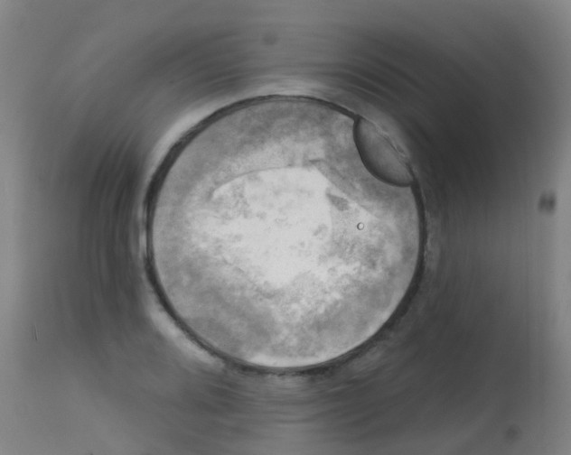 X0000113861080200910221436