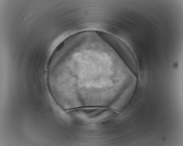 X0000113861096200910221435