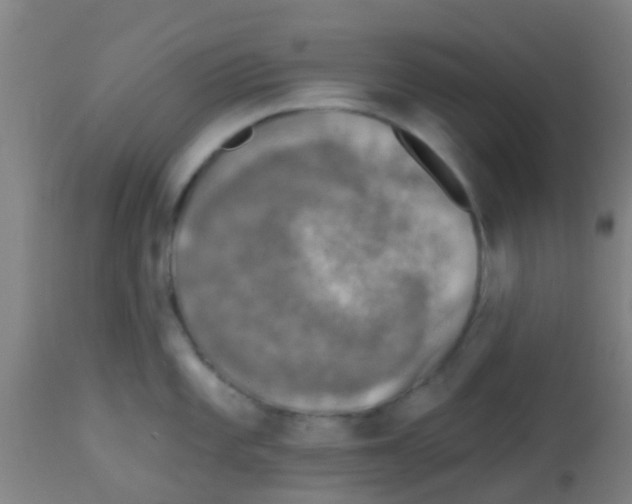 X0000113861101200910221435