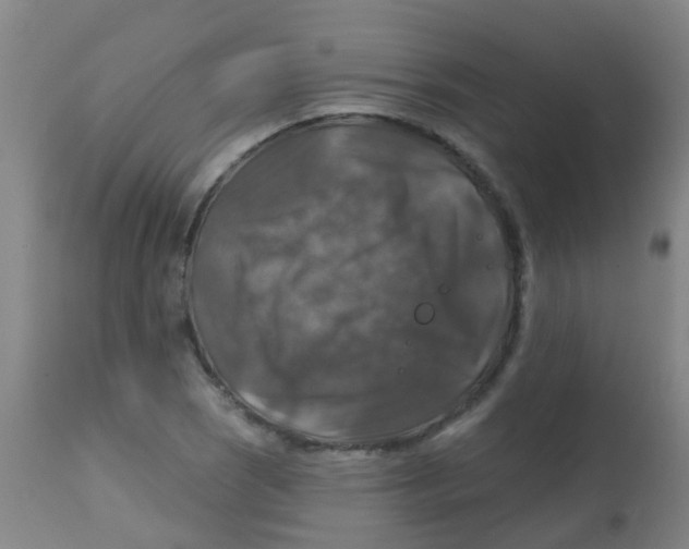 X0000113861121200910221435