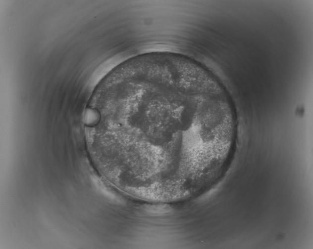 X0000113861129200910221435