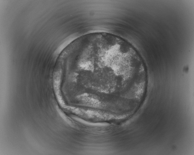 X0000113861137200910221435