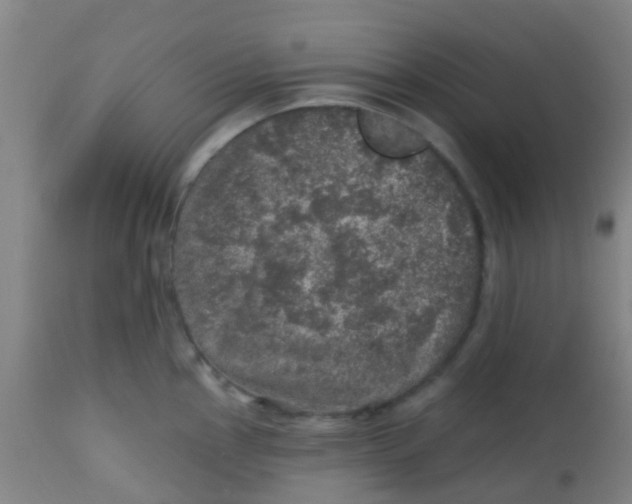 X0000113861145200910221435