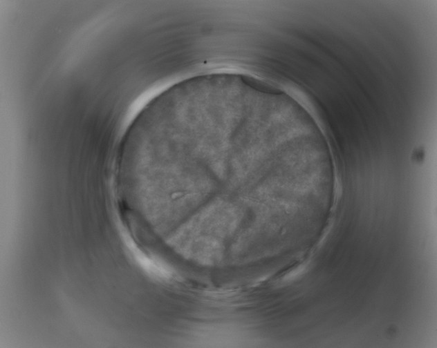 X0000113861149200910221435